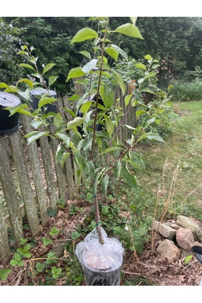  Слива Старкинг Делишес – саженец в контейнере